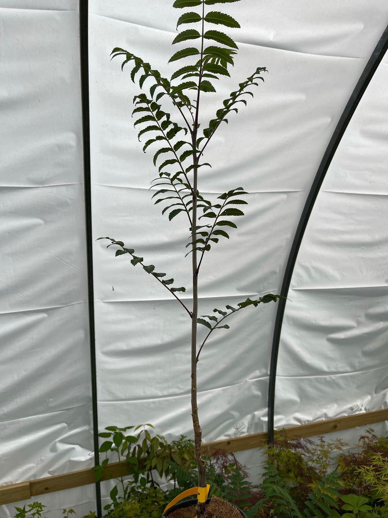 - Sorbus xthuringiaca 'Fastigiata' Narrow Mountain Ashe Tree - Mr Maple │ Buy Japanese Maple Trees
