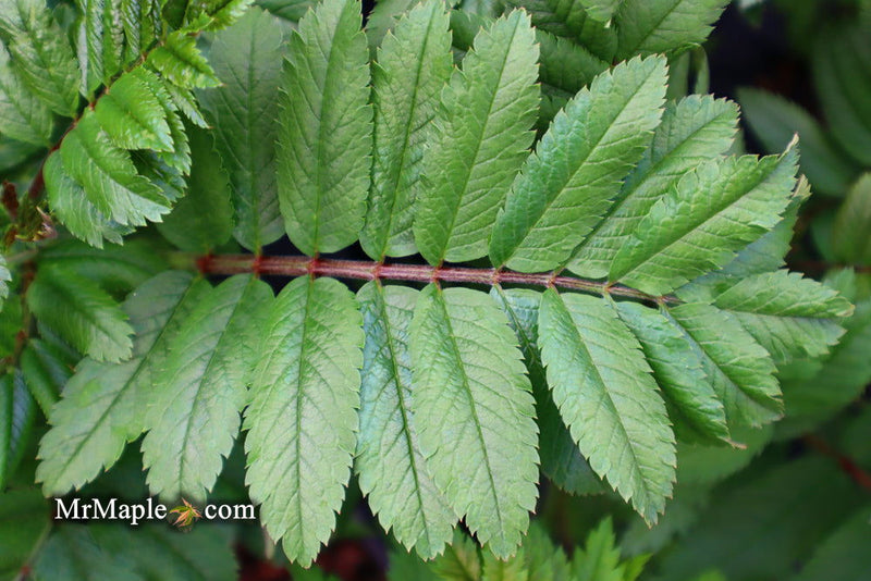 - Sorbus xthuringiaca 'Fastigiata' Narrow Mountain Ashe Tree - Mr Maple │ Buy Japanese Maple Trees