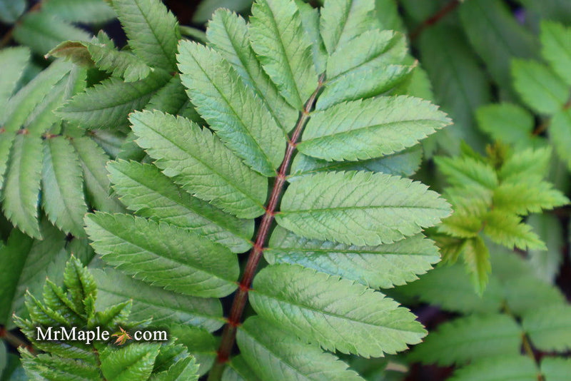 - Sorbus xthuringiaca 'Fastigiata' Narrow Mountain Ashe Tree - Mr Maple │ Buy Japanese Maple Trees