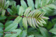 - Sorbus xthuringiaca 'Fastigiata' Narrow Mountain Ashe Tree - Mr Maple │ Buy Japanese Maple Trees