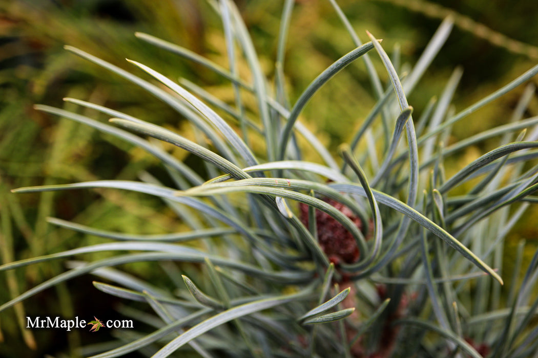 Pinus sylvestris 'Spaan's Slow Column' Dwarf Narrow Scots Pine