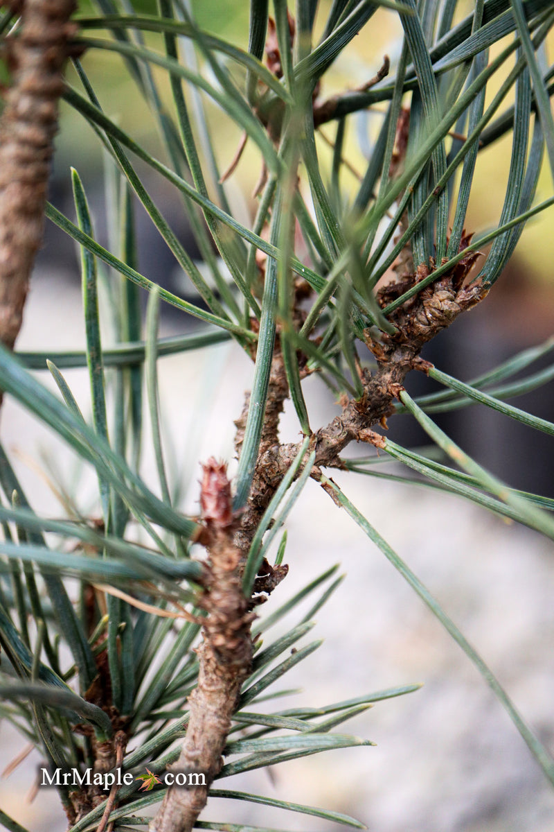 Pinus sylvestris 'Spaan's Slow Column' Dwarf Narrow Scots Pine