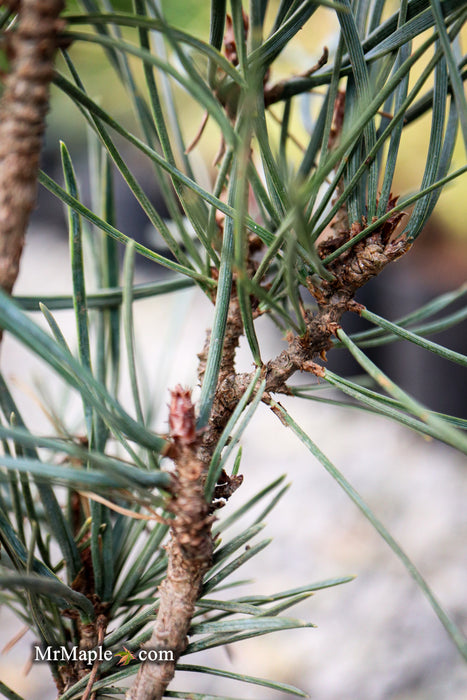 Pinus sylvestris 'Spaan's Slow Column' Dwarf Narrow Scots Pine