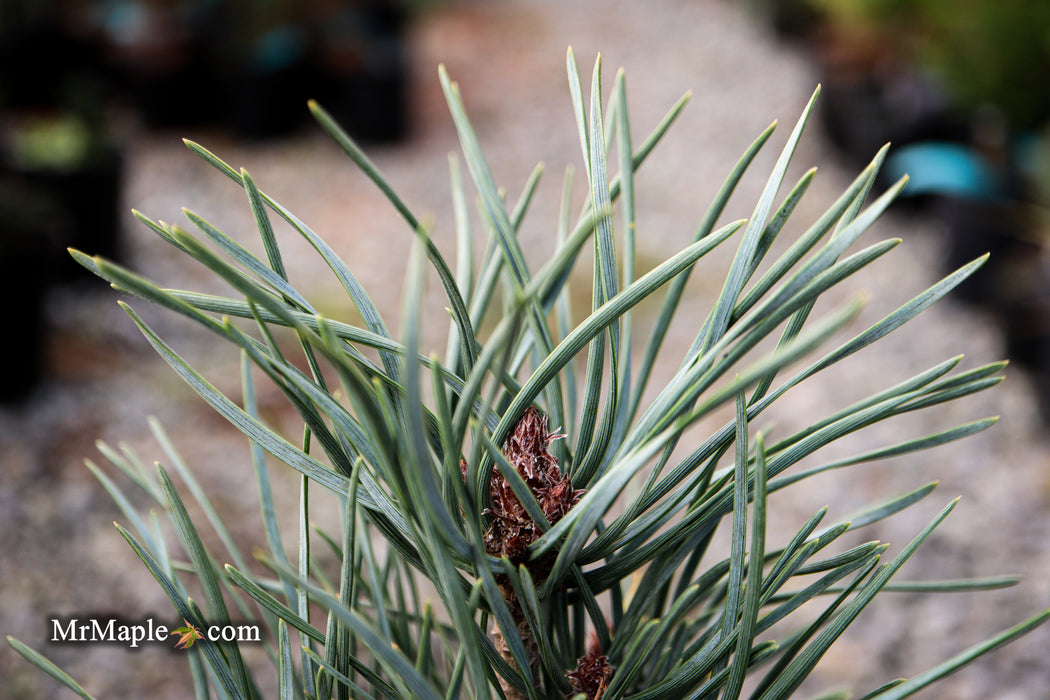 Pinus sylvestris 'Spaan's Slow Column' Dwarf Narrow Scots Pine