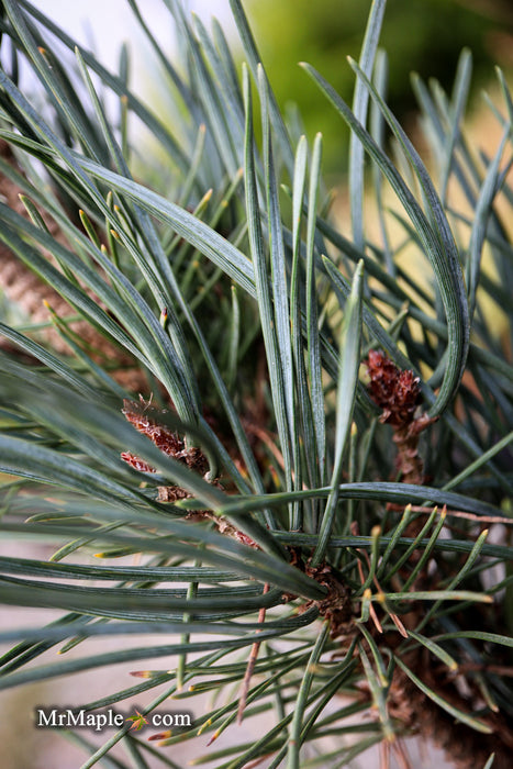 Pinus sylvestris 'Spaan's Slow Column' Dwarf Narrow Scots Pine