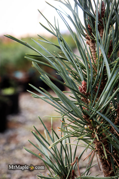 Pinus sylvestris 'Spaan's Slow Column' Dwarf Narrow Scots Pine