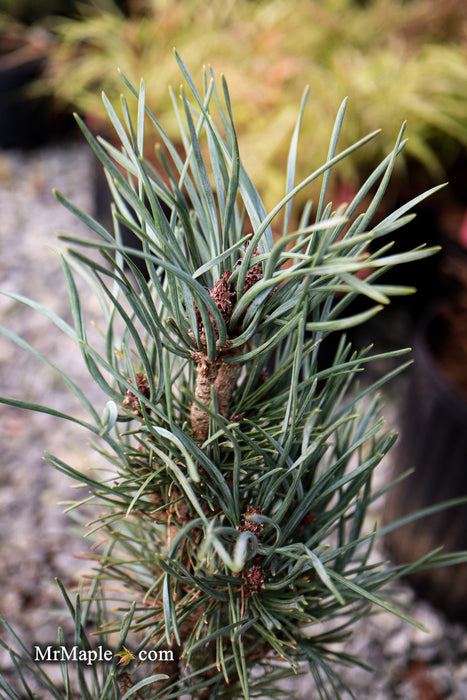 Pinus sylvestris 'Spaan's Slow Column' Dwarf Narrow Scots Pine