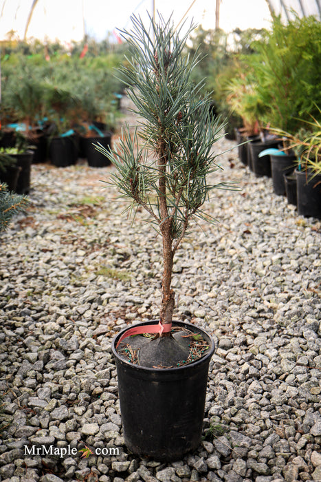 Pinus sylvestris 'Spaan's Slow Column' Dwarf Narrow Scots Pine