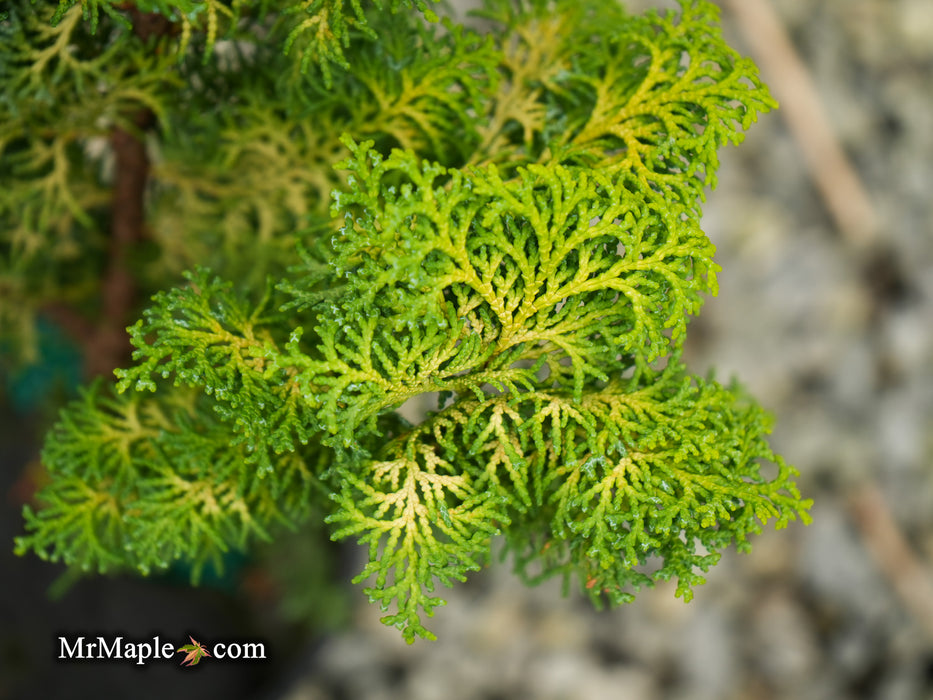 Chamaecyparis obtusa 'Spirited’ Hinoki Cypress