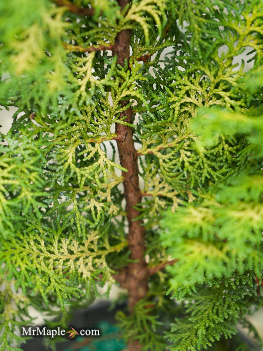 Chamaecyparis obtusa 'Spirited’ Hinoki Cypress