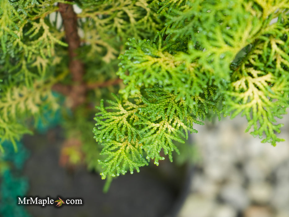 Chamaecyparis obtusa 'Spirited’ Hinoki Cypress