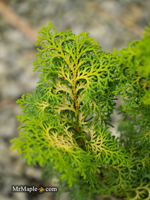 Chamaecyparis obtusa 'Spirited’ Hinoki Cypress