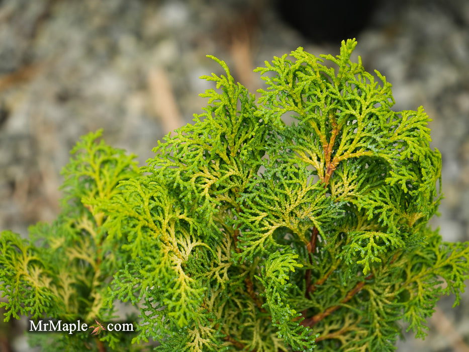 Chamaecyparis obtusa 'Spirited’ Hinoki Cypress