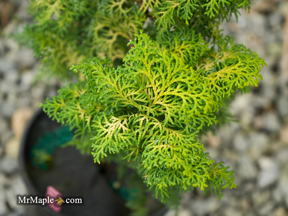 Chamaecyparis obtusa 'Spirited’ Hinoki Cypress