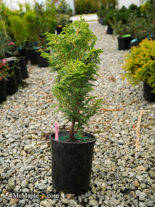 Chamaecyparis obtusa 'Spirited’ Hinoki Cypress