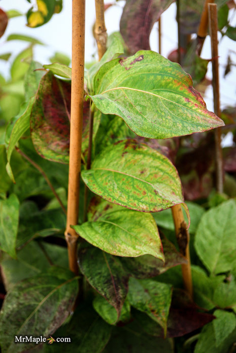 Cornus kousa 'Splendiferous' White Variegated Chinese Dogwood