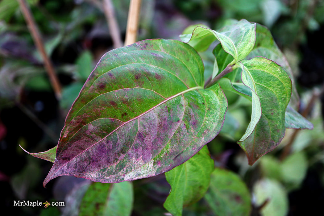 Cornus kousa 'Splendiferous' White Variegated Chinese Dogwood