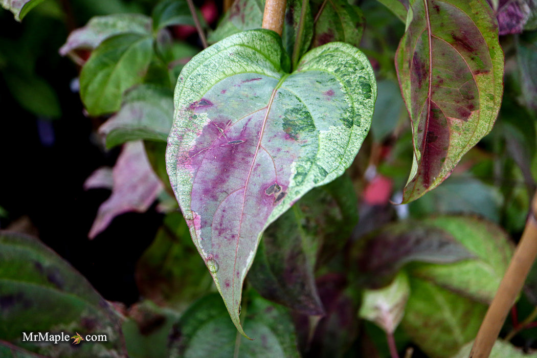 Cornus kousa 'Splendiferous' White Variegated Chinese Dogwood