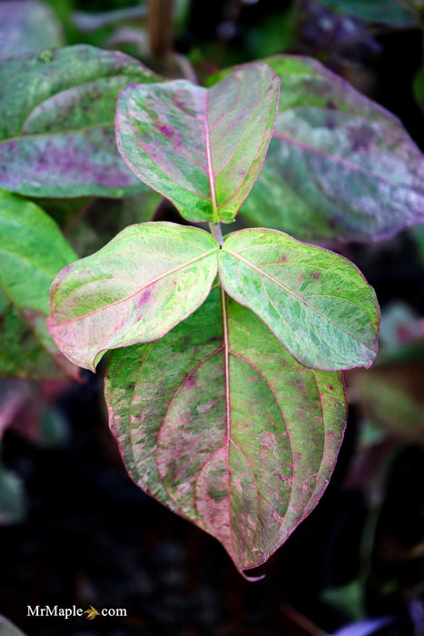 Cornus kousa 'Splendiferous' White Variegated Chinese Dogwood