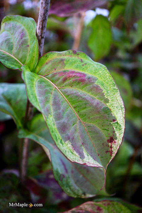 Cornus kousa 'Splendiferous' White Variegated Chinese Dogwood