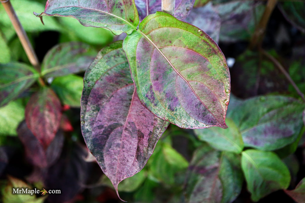 Cornus kousa 'Splendiferous' White Variegated Chinese Dogwood