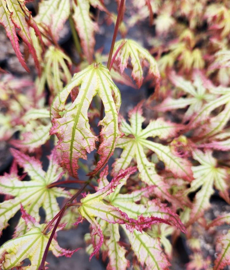 Acer palmatum 'Spring Blast' Japanese Maple