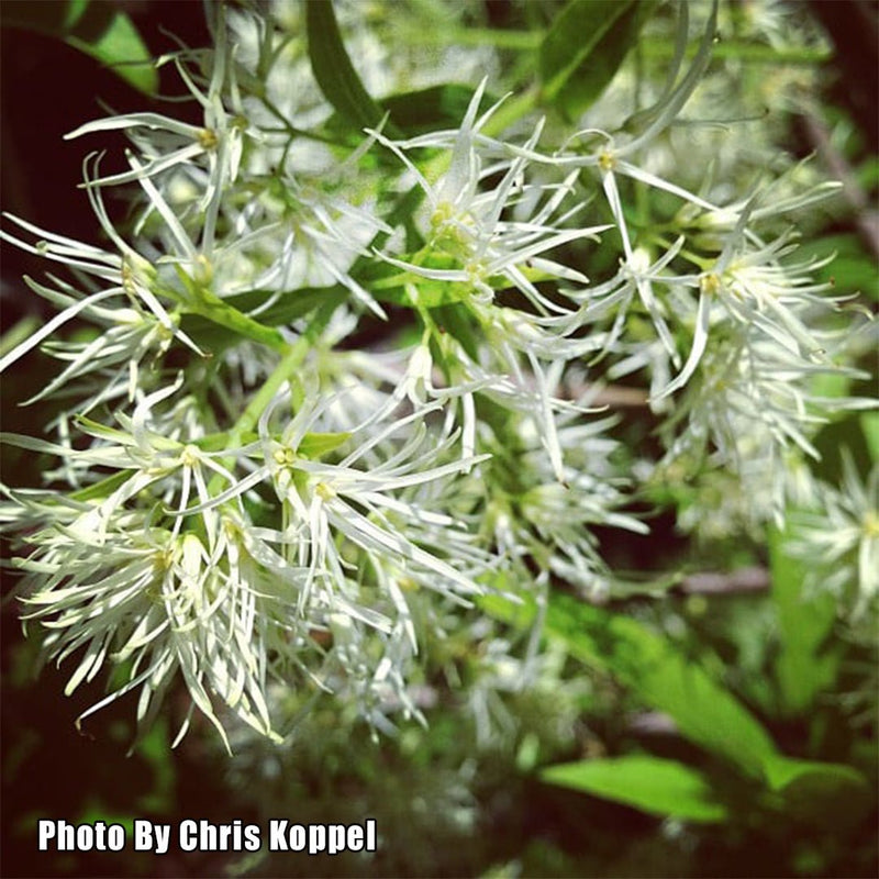 Chionanthus Virginicus 'Spring Fleecing' Dwarf Native Fringe Tree