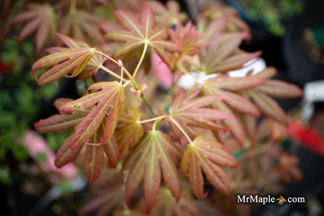 Acer palmatum 'Spring Plum' Japanese Maple