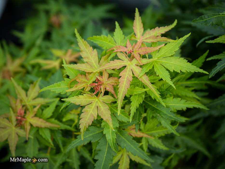 Acer palmatum 'Squirt' Japanese Maple