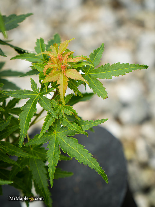 Acer palmatum 'Squirt' Japanese Maple