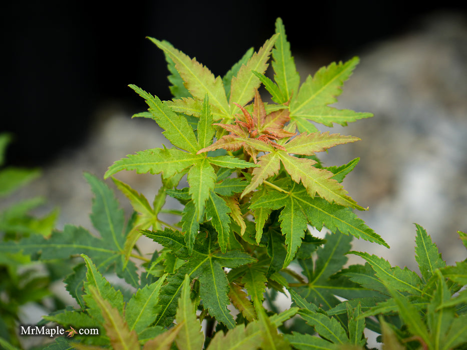 Acer palmatum 'Squirt' Japanese Maple