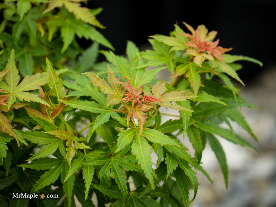 Acer palmatum 'Squirt' Japanese Maple