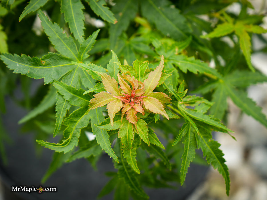 Acer palmatum 'Squirt' Japanese Maple