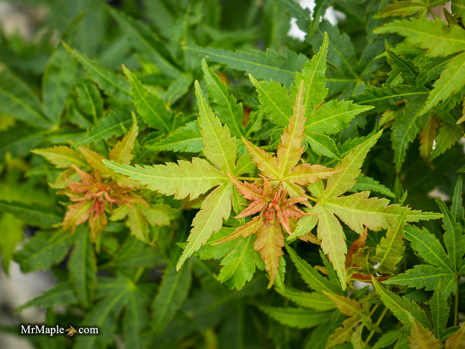 Acer palmatum 'Squirt' Japanese Maple