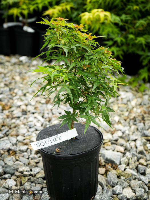 Acer palmatum 'Squirt' Japanese Maple