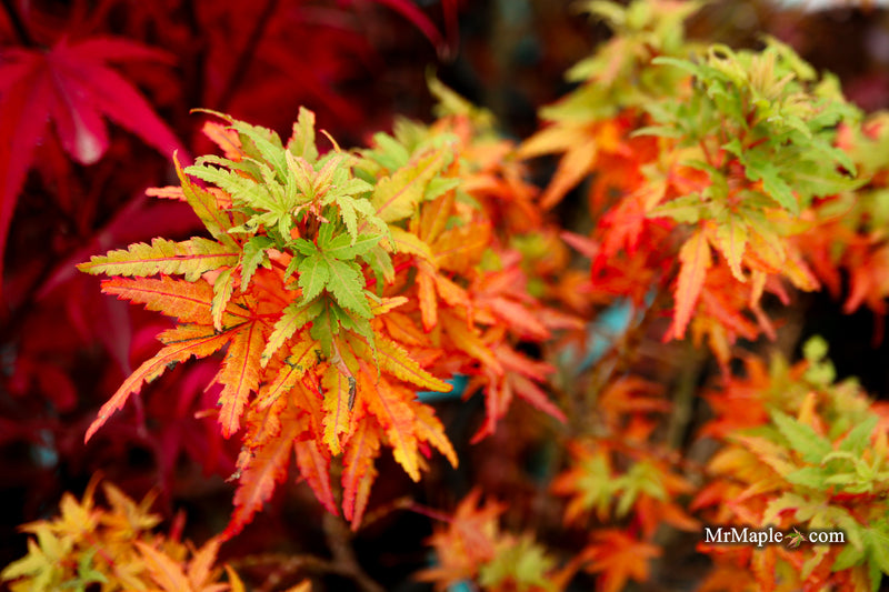 Acer palmatum 'Squirt' Japanese Maple