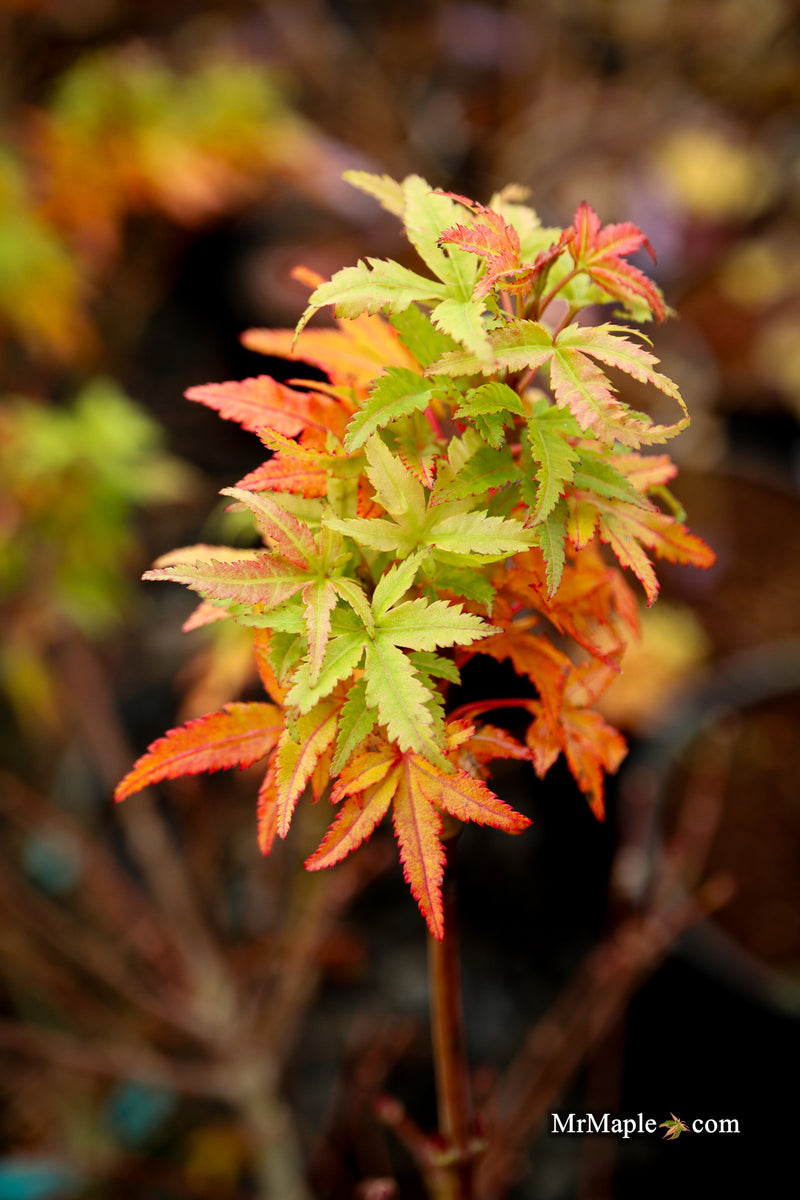 Acer palmatum 'Squirt' Japanese Maple