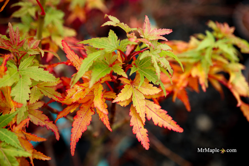 Acer palmatum 'Squirt' Japanese Maple