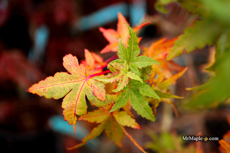 Acer palmatum 'Squirt' Japanese Maple