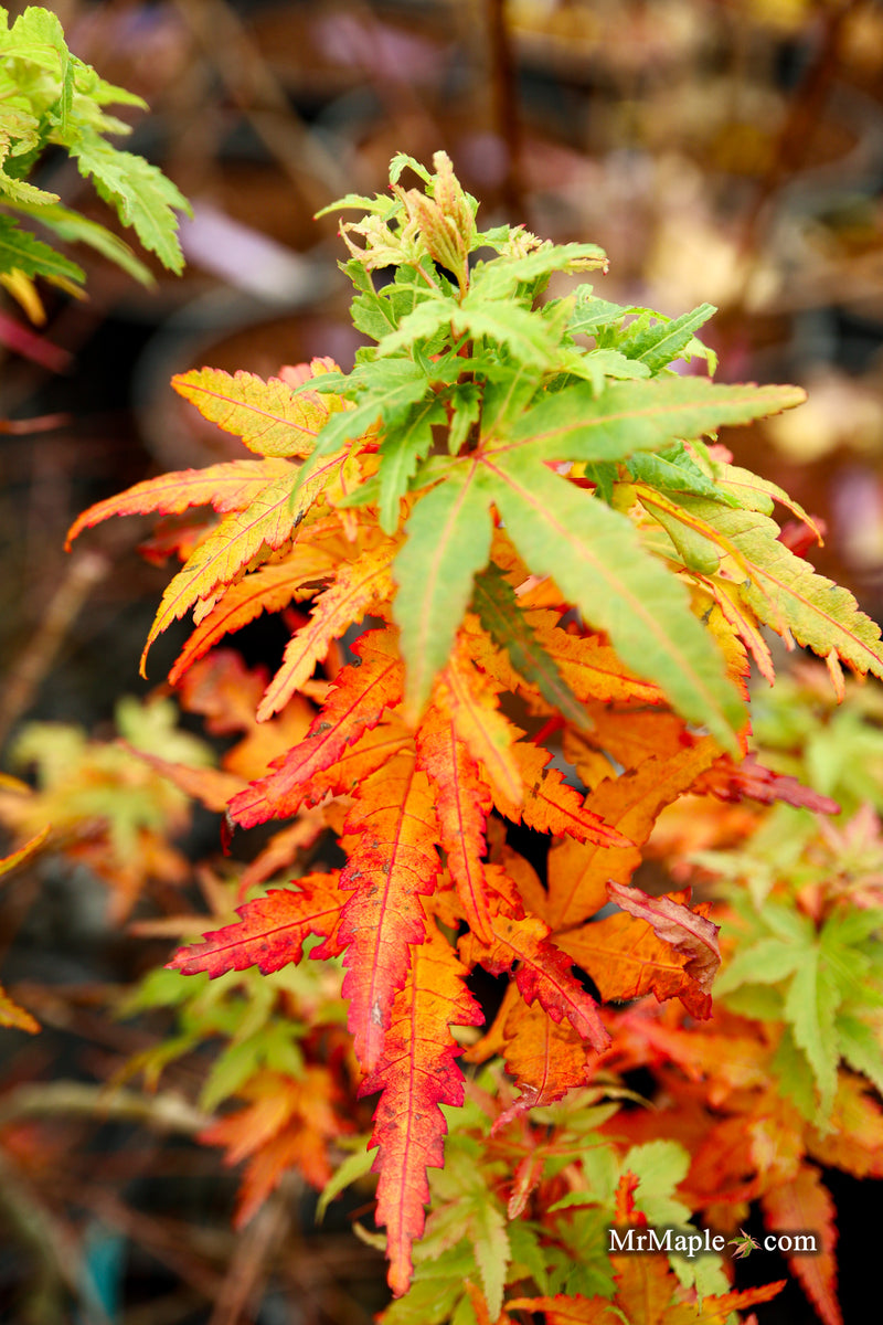 Acer palmatum 'Squirt' Japanese Maple