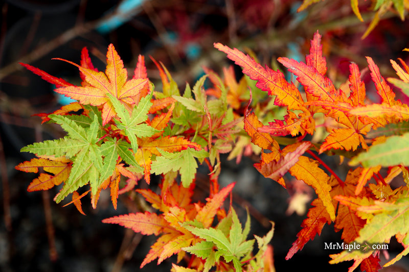 Acer palmatum 'Squirt' Japanese Maple