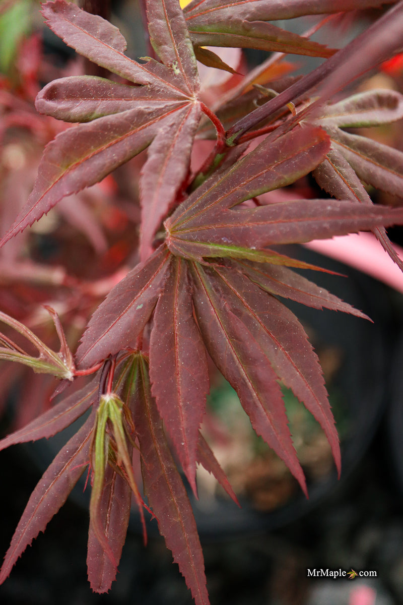 Acer palmatum 'St. Francisco Marto' Japanese Maple