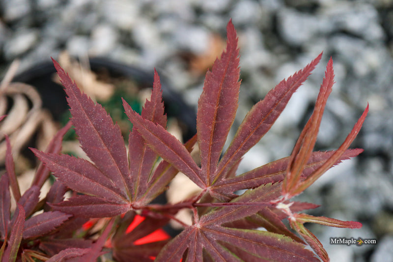 Acer palmatum 'St. Francisco Marto' Japanese Maple