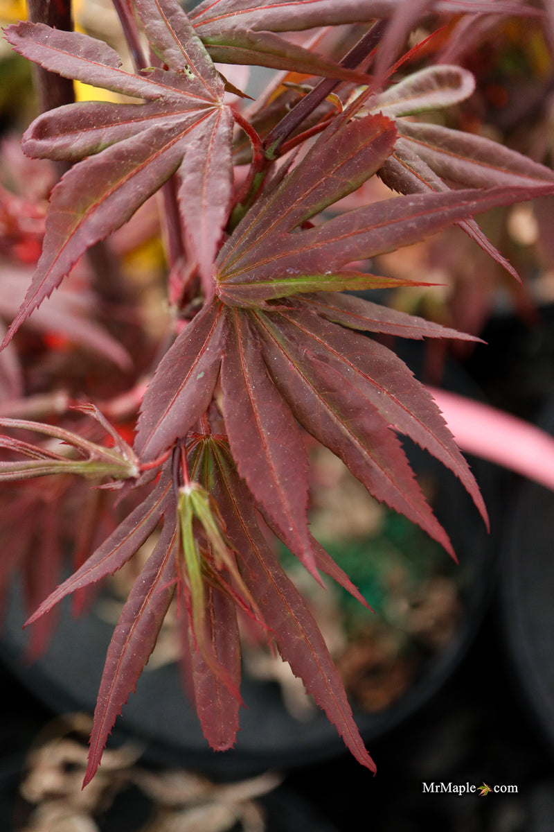 Acer palmatum 'St. Francisco Marto' Japanese Maple