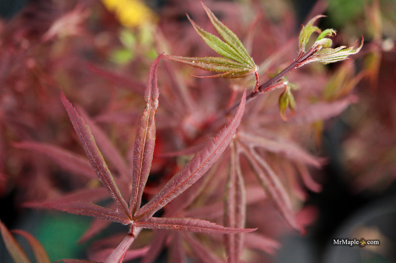 Acer palmatum 'St. Francisco Marto' Japanese Maple
