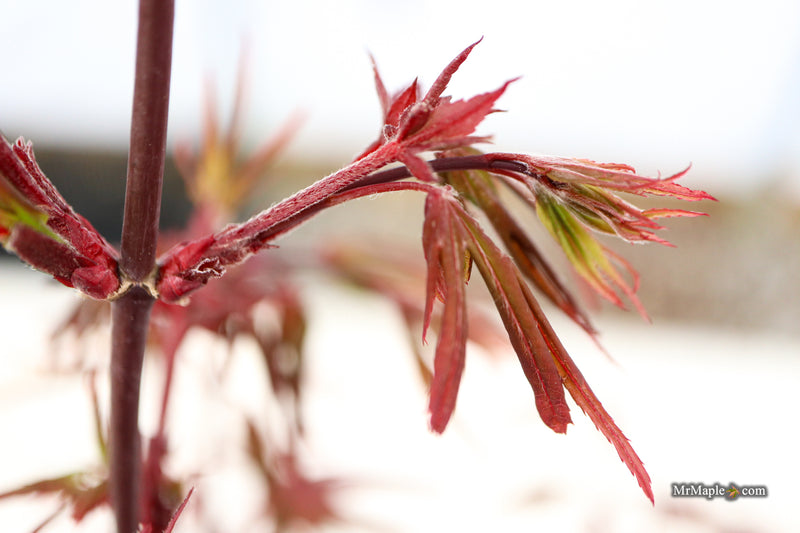 Acer palmatum 'St. Francisco Marto' Japanese Maple