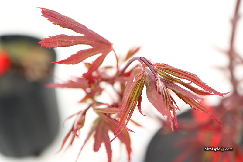Acer palmatum 'St. Francisco Marto' Japanese Maple