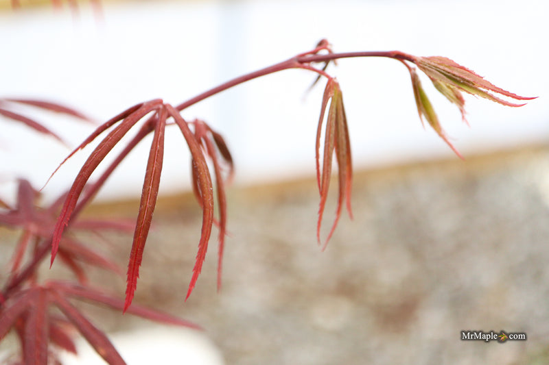 Acer palmatum 'St. Francisco Marto' Japanese Maple
