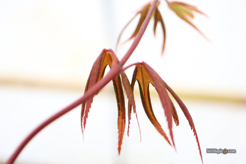 Acer palmatum 'St. Francisco Marto' Japanese Maple