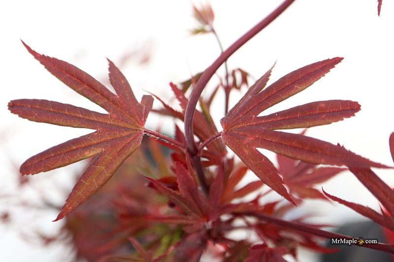 Acer palmatum 'St. Francisco Marto' Japanese Maple